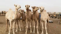Camel army