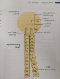 Phospholipid