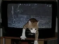 Tv cat boss