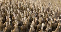 Duck army