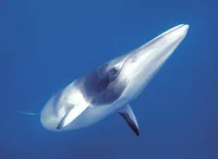 Minke whale 