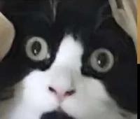 I will make this lat