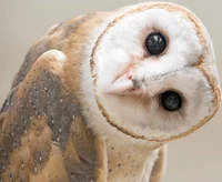 Barn Owl