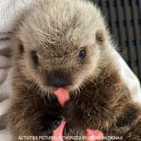 Baby otter