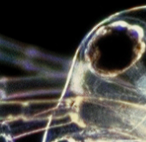 Daphnia - Water Flea