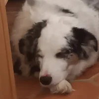 Sleepy Doggo