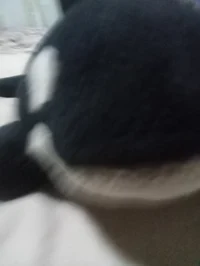 Orca plush 3