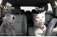 Cat memes road trip