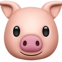 Pig