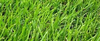 Grass Simulator