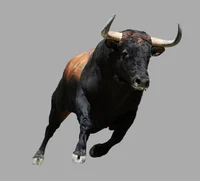 Bull