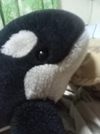 Orca plush