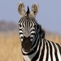Plains Zebra