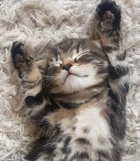 Sleepy kitten
