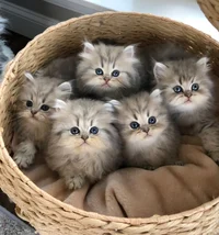 5 kittens