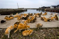 Cat Island 
