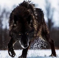 Male alpha wolf