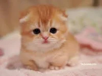 Stray Munchkin cat 1