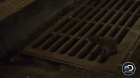 The Sewer