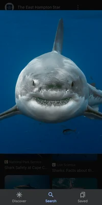 Shark