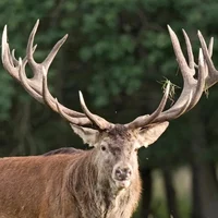 Red deer