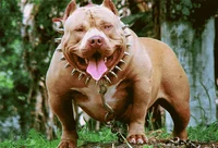 PITBULL TITANICO