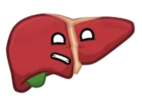 Liver
