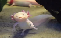 Axolotl1700