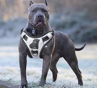 Gran pitbull