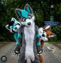 Furry infection