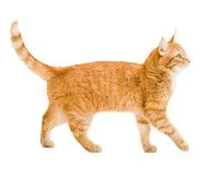 Ginger Cat
