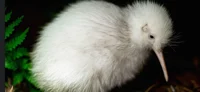 kiwi bird