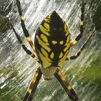 Egg-layer spider