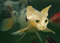 FishKitten