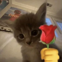Cat holding rose
