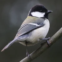 Japanese Tit