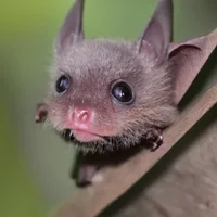 Bat pup