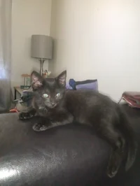 DELIAH AN SPRINGTRAP