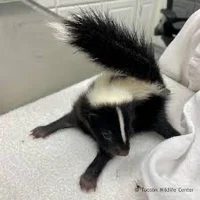 Skunk kit