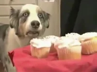 traumatized dog