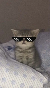 Mafia gang v2