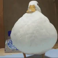 Obeised Duck
