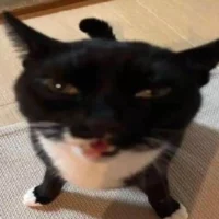 Some weird cat