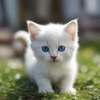 Cute little kitty