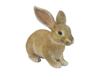 European Rabbit