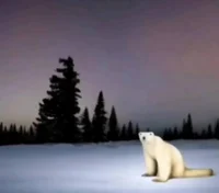 Polar bear 2026