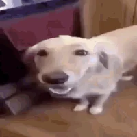 Butter dog