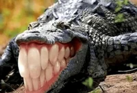 teef gator