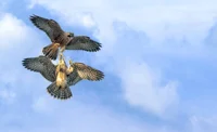 two hawks