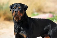 Rottweiler Enforcer